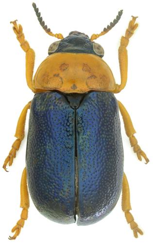 Smaragdina salicina